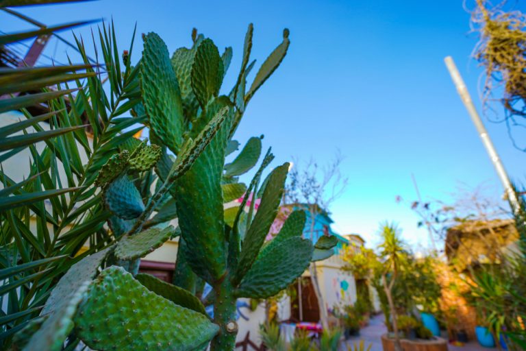 Cactus and plants at Cairo hostel Dahab