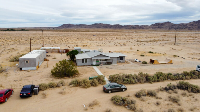 joshua tree