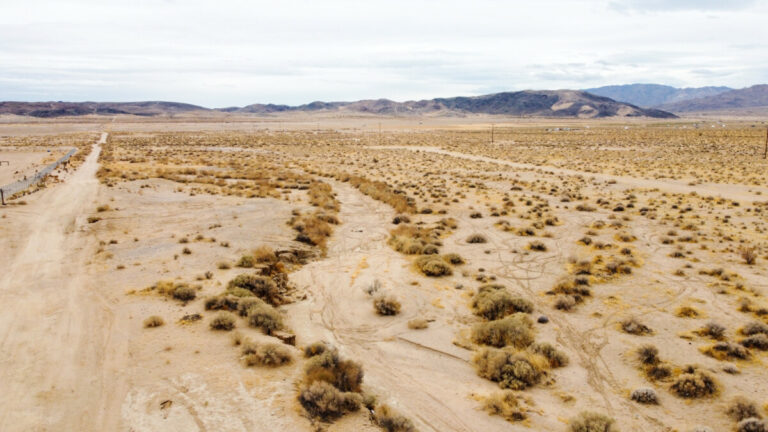 joshua tree