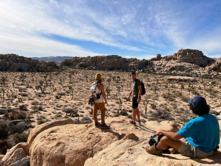 joshua tree